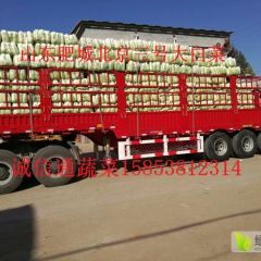 山东白菜，肥城白菜北京三号，北京新三号白大