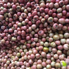 山东省淄博市临淄区皇城镇秋季西红柿