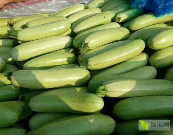 供应:莘县董杜庄镇大量供应西葫芦,茄子