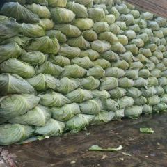 清苑甘蓝 无药物残留，绿色食品