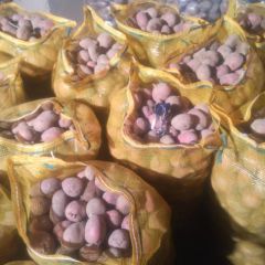 安定南川洋芋市场青薯9号土豆