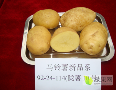 客户来甘肃收购土豆的标准惯例