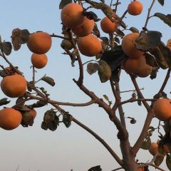 优质阳丰甜柿子农户直供