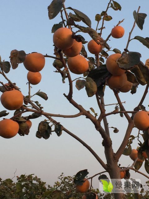 2018年陕西华阴阳丰甜柿子价格