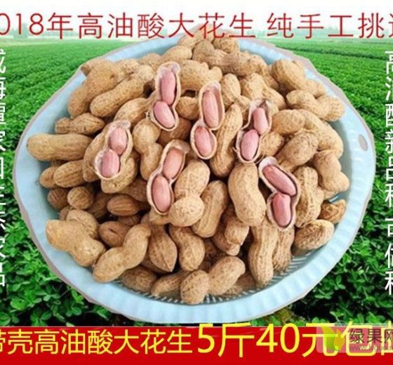2018年山东文登高油酸花生种子价格
