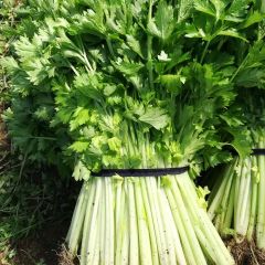 2018沂南芹菜 我们这里，芹菜下来了