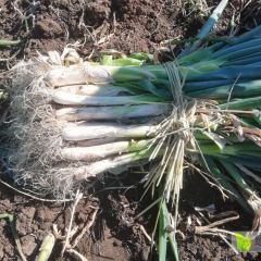 宁安大葱已经上市，主要品种有天津五叶齐等