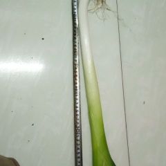 玉田章丘长白大葱，颜色绿，味道好