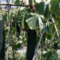 英德冬瓜历史悠久，品种多