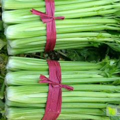 河北省邯郸市永年蔬菜批发市场精品芹菜