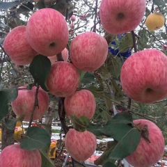 供应陕西大荔苹果纸加膜红富士