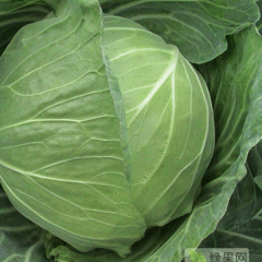 2018清苑甘蓝基地直供，价格合理