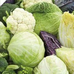 河北保定市清苑区，瓜果蔬菜 大白菜