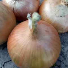 大量供应黄皮洋葱，紫皮洋葱