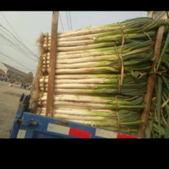 山东昌邑长白大葱即将大量上市