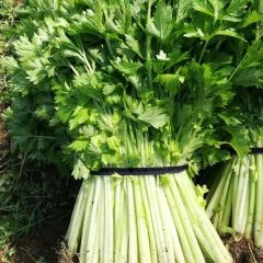沂南芹菜陆续上市了，质量好 莴苣也有