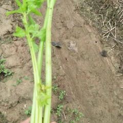 西芹，皇后芹菜大量供应 电话微信同步