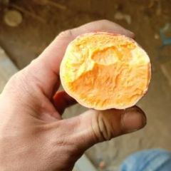 精品西瓜红，紫罗兰大量上市了