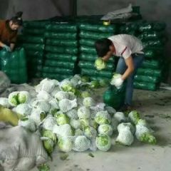 鄂西北甘蓝娃娃菜万亩基地