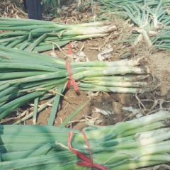 蠡县大葱价格 欢迎新老客户来电咨询