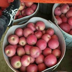 辽宁红富士苹果供应，水晶红富士苹果批发