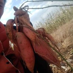 大量供应烟密薯3两到2斤！每斤1.8元