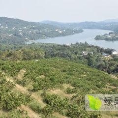 湖北掇刀供应宜昌长阳蜜桔柑橘