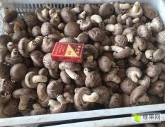 2018封丘大量鲜香菇上市，需要的老板联系