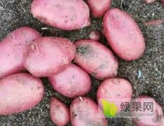 河北省张北县出售优质微型薯