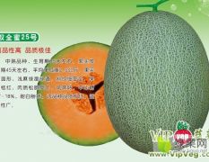 昌乐优质甜瓜25应季上市,全部6斤全网