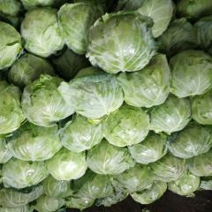 河北昌黎甘蓝上市了，颜色翠绿