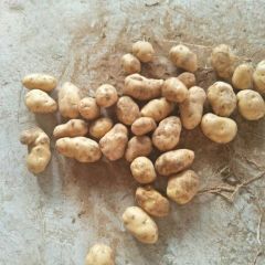 通许县荷兰十五大量供应，冷库直销