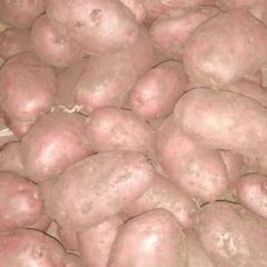 诚信武川，四子王旗土豆购销经纪人