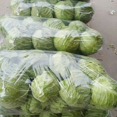 河南焦作博爱包菜大量上市中，质量好