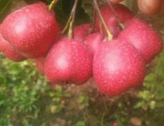 平邑大金星山楂果型好色泽鲜艳，粘糖葫芦不吊