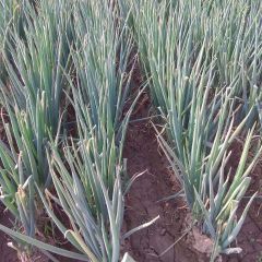 2018鸡泽大葱 秋季大葱持续输出