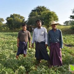 长合公司专业代办各类进口缅甸西瓜,甜王