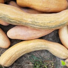 江苏启东长南瓜 小农户种植，纯属绿色蔬菜