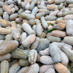 金韩蜜本南瓜，在富民东村种植历史优久