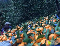 广西省桂林市大量供应南丰蜜橘，果好货足