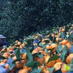 广西省桂林市大量供应南丰蜜橘，果好货足