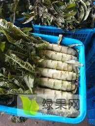 沂南陆地莴苣上市，种植面积有三个乡镇