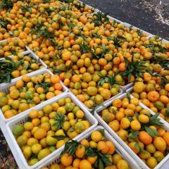 湖北丹江口我这里有打蜡厂，带叶果打蜡