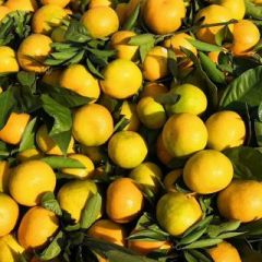 丹江口柑橘 诚信合作，互利共赢