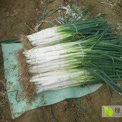 河北蠡县小陈乡章丘大葱专业代收代购
