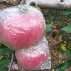 中华果都，山西临猗