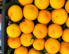 2018公安柑橘现在正式采摘的高峰期