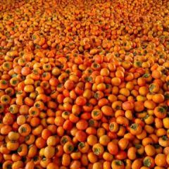 阳丰甜柿子从树上摘下来直接就可以吃的柿子