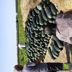 河北隆尧大冬瓜火热上市中