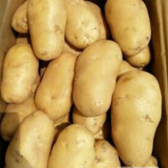 宁夏中卫土豆大量上市，大量降价